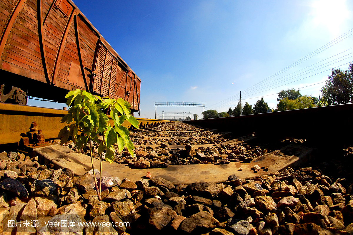枫树的幼芽穿过铁路上的碎石